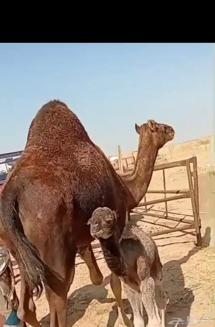 خلفه بكر اول ولده تم البيع الله يبارك للبائع والشاري 0