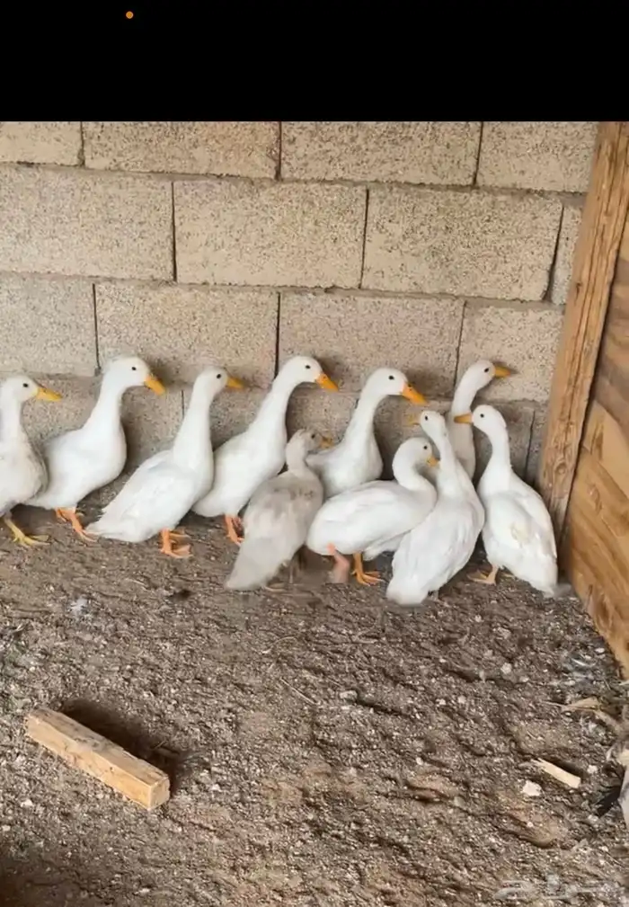 بط بكيني بشاير 2