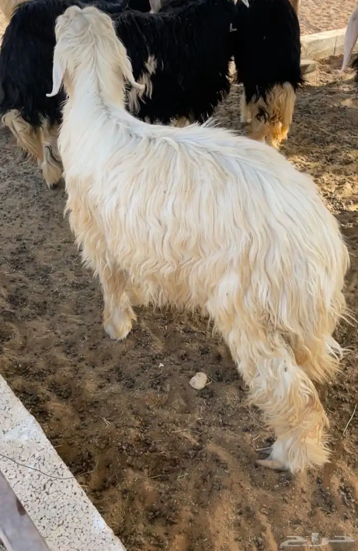 ذابيح اللببع رخلين وطلي سمان 1