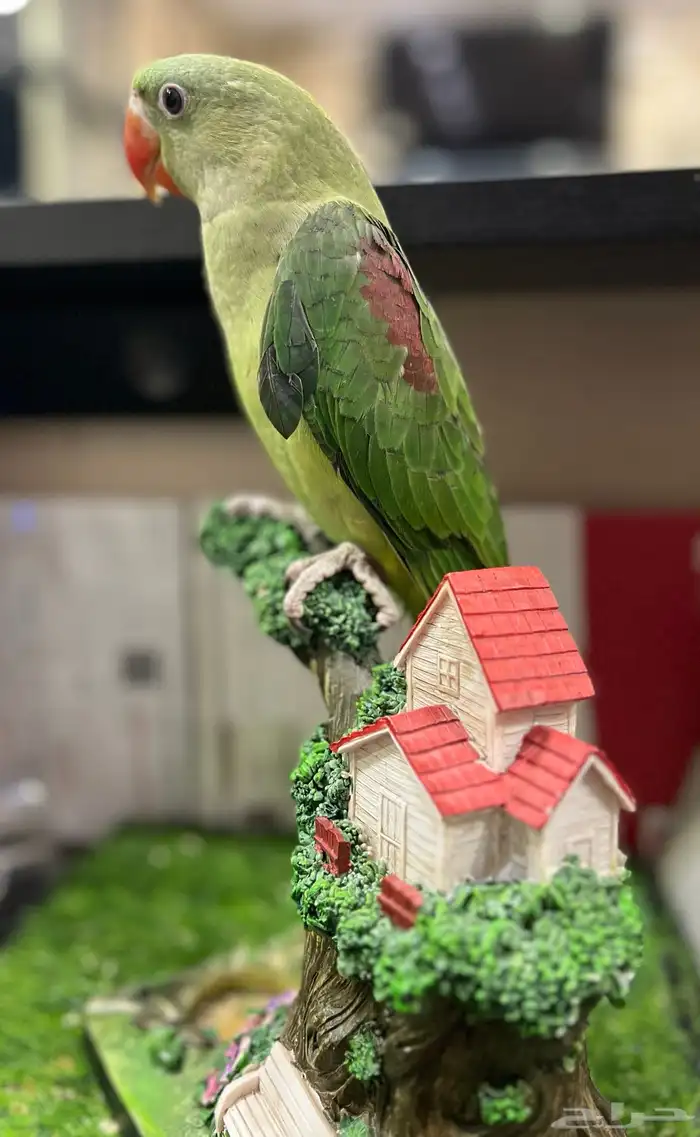 فرخ دره نيبالي 2