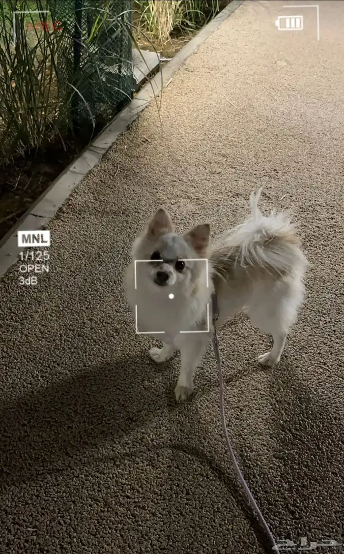 انثى بومرينيان للبيع 1