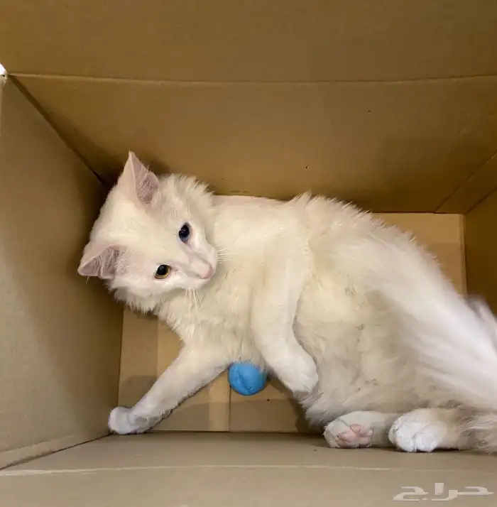 قطط للتبني 2