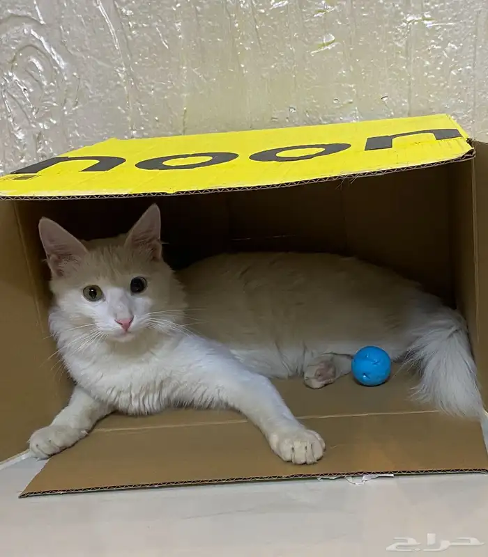 قطط للتبني 0