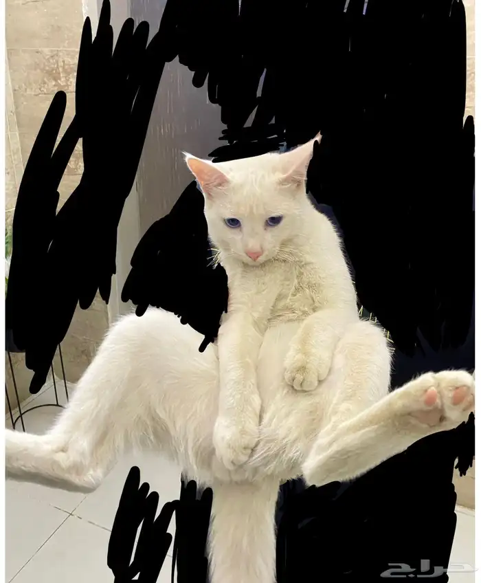 قطط للتبني 10