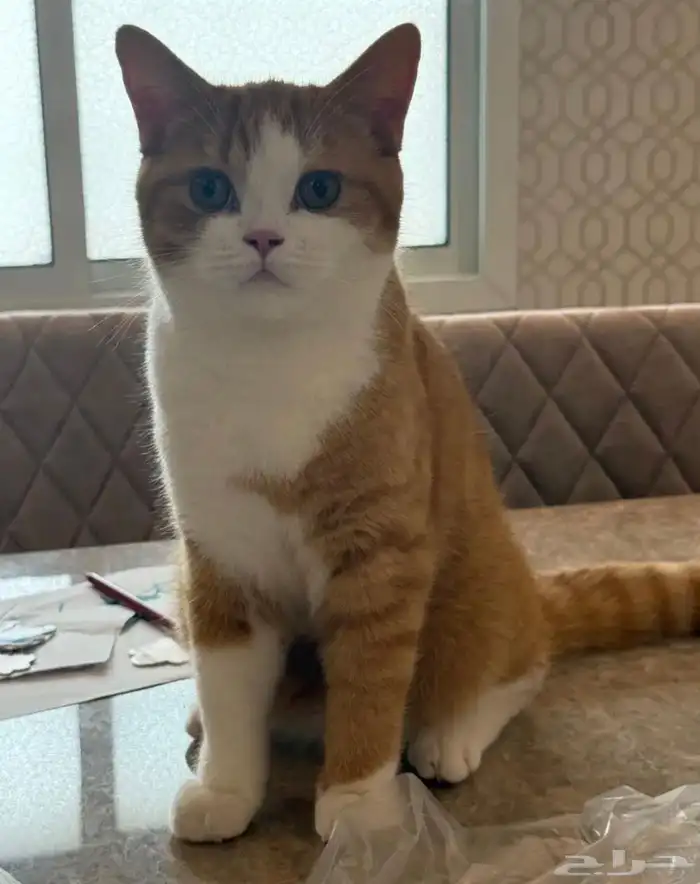 قطة برتش بيور ذكر للتزاوج مستورد مستوى بطل جدا 1