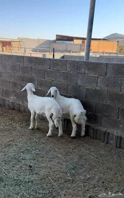 طلي ورخل للبيع index