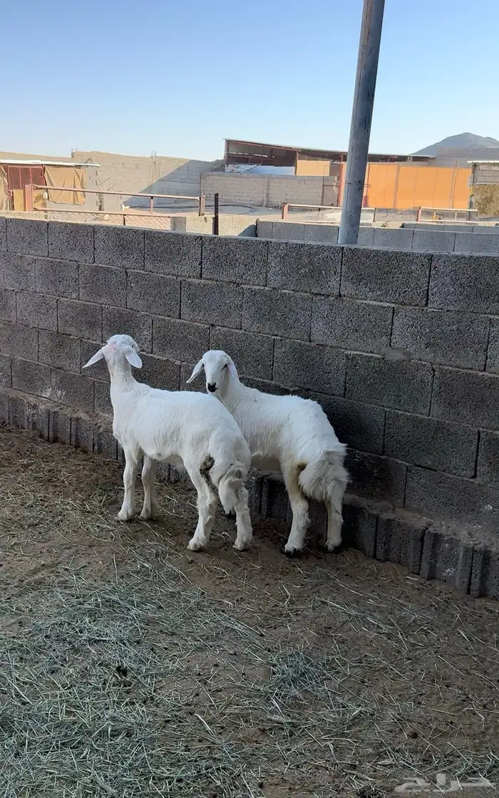 طلي ورخل للبيع 3