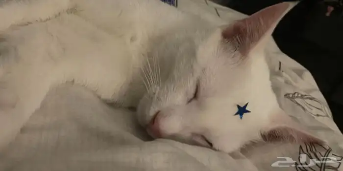 قطط للتبني 9