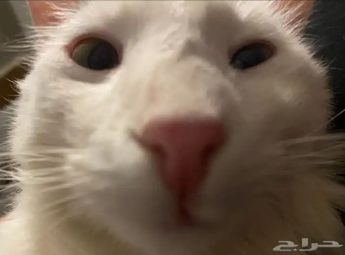 قطط للتبني 4