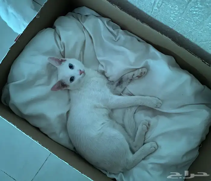 قطط للتبني 13