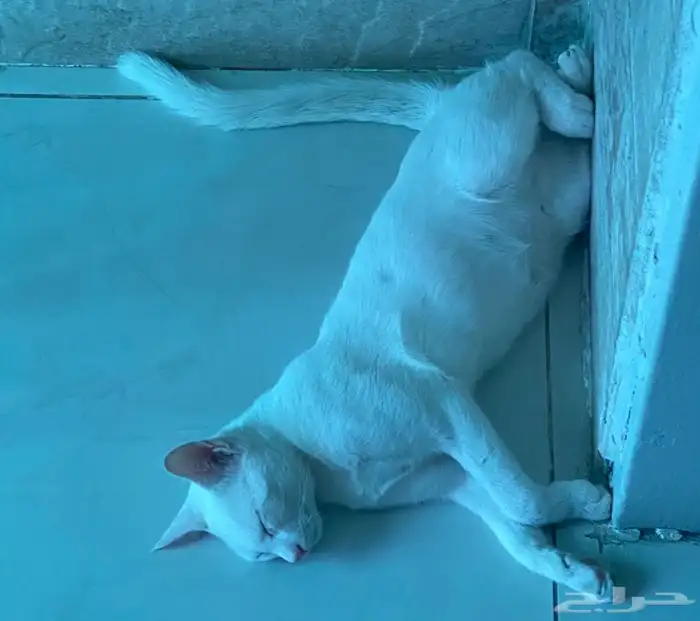 قطط للتبني 12