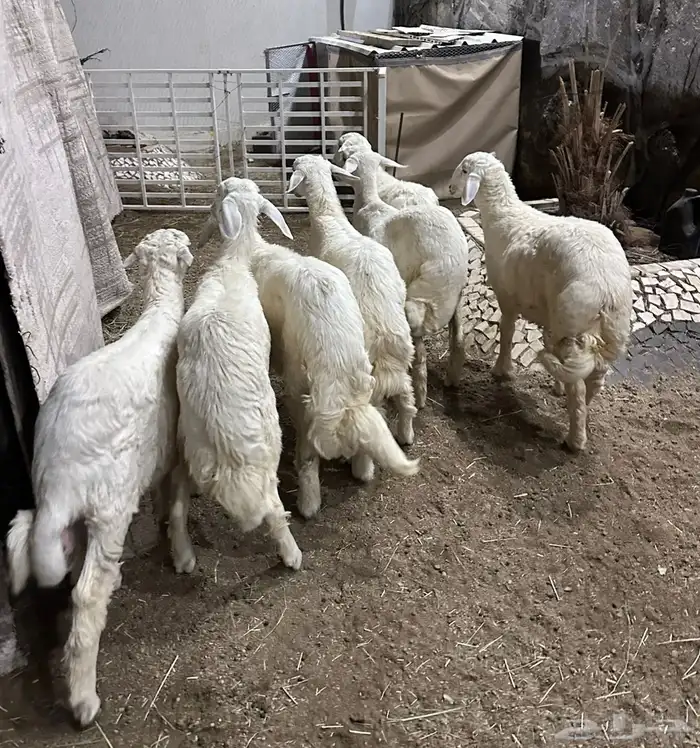 بهم للبيع العدد7 1