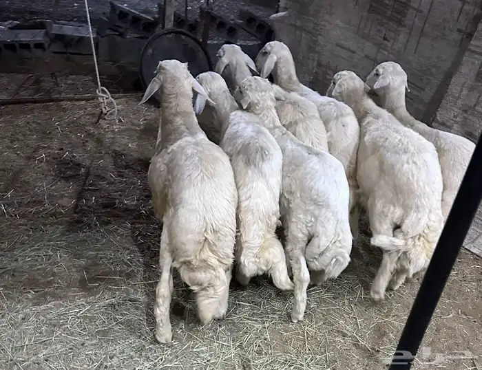 بهم للبيع العدد7 0