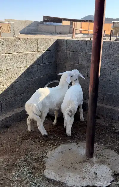 طلي ورخل للبيع index