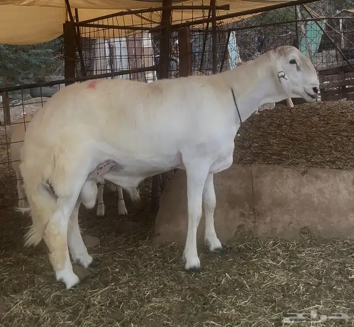 مشروع فحل فاخر 1