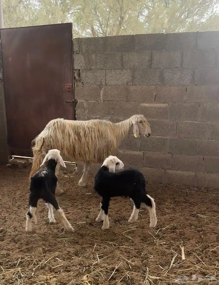 شاة نجديه متبع بطلي ورخل 0