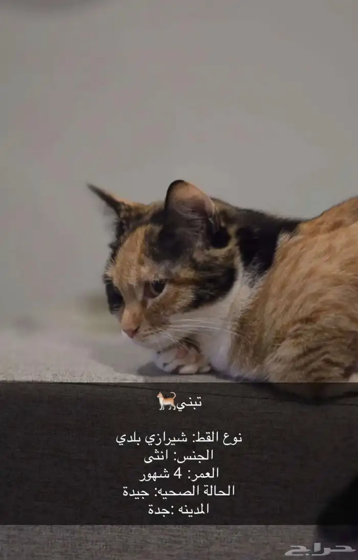 يوجد 3 قطط للتبني شرط مخافة الله فيهم وعدم رميهم في الشارع 0