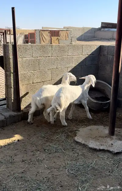 طلي ورخل للبيع index