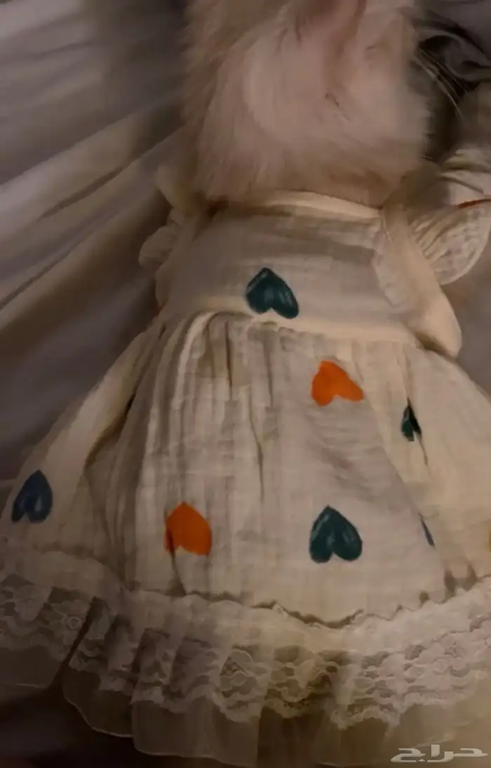 قطه للتزاوج 1