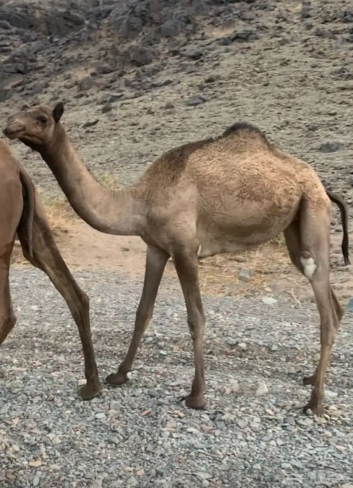 بكره عمرها سنتين 2 0