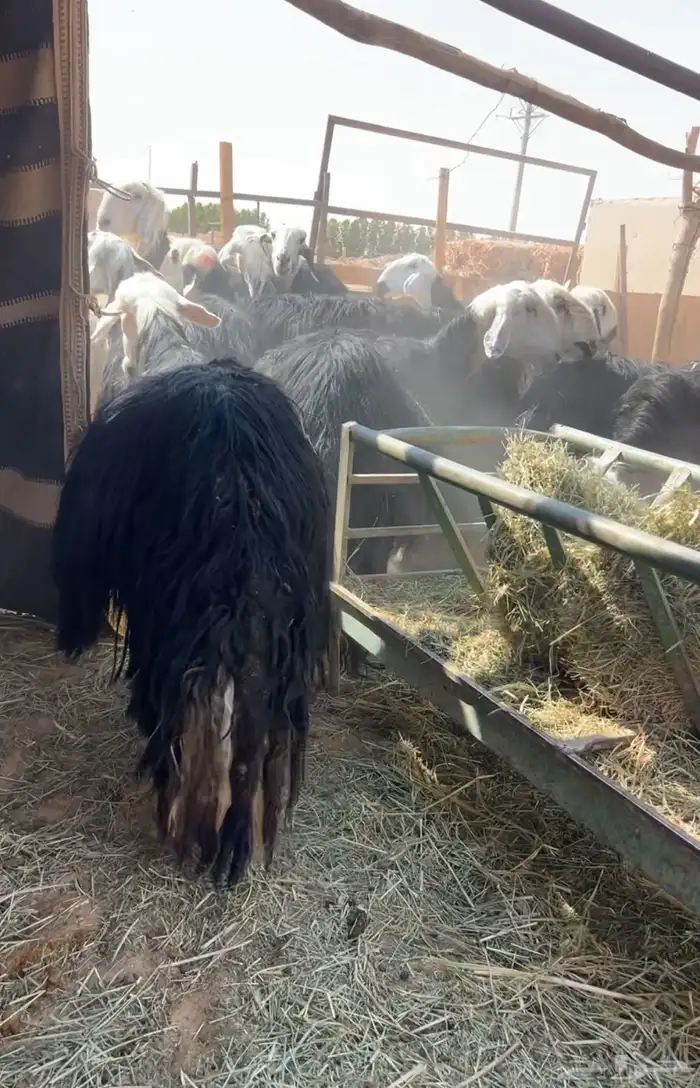 نجد متابيع وحصيب 3