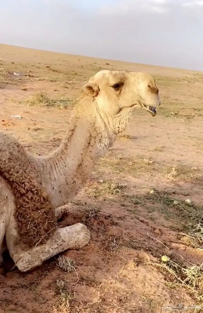 بعير باتلي فحل للبيع او البدل 5