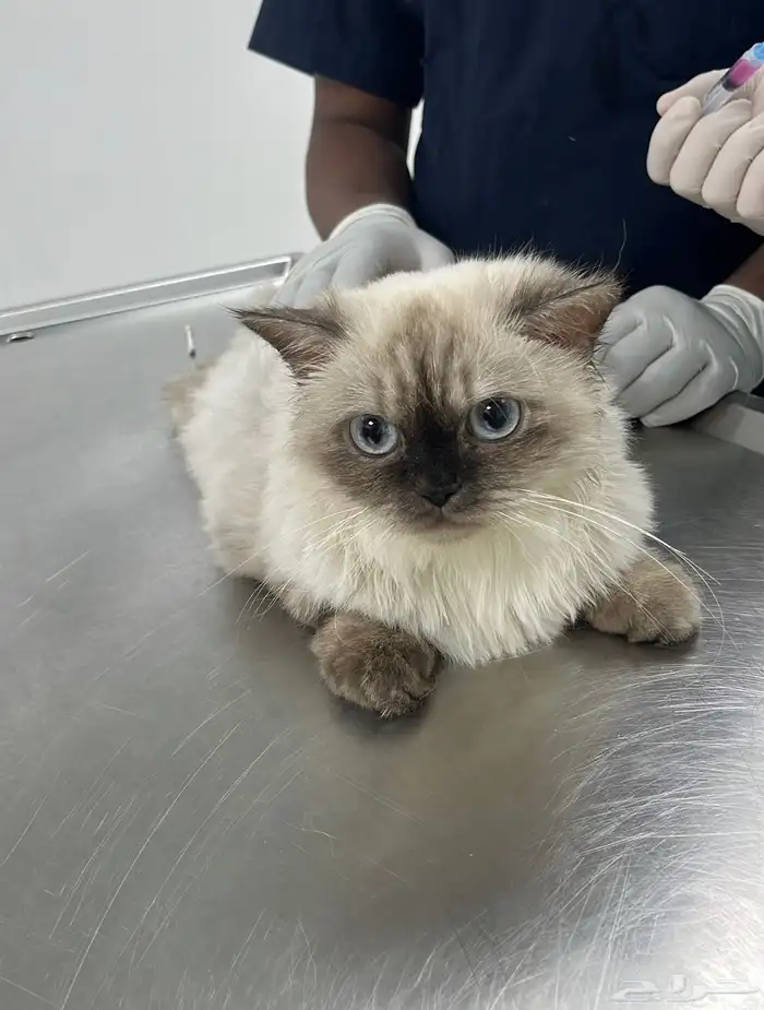 قطة للتبني 0