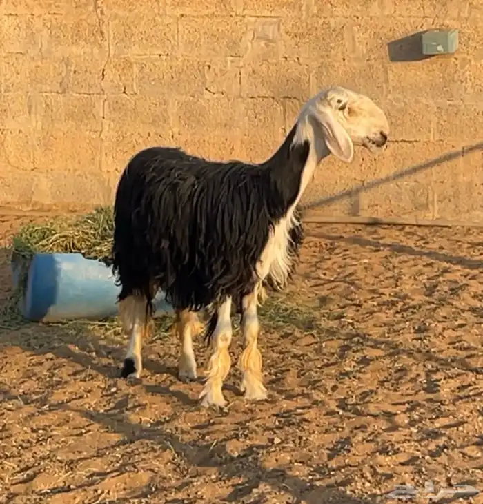 شياه نجد العداد (6)-3حيل و3 دافيع 2