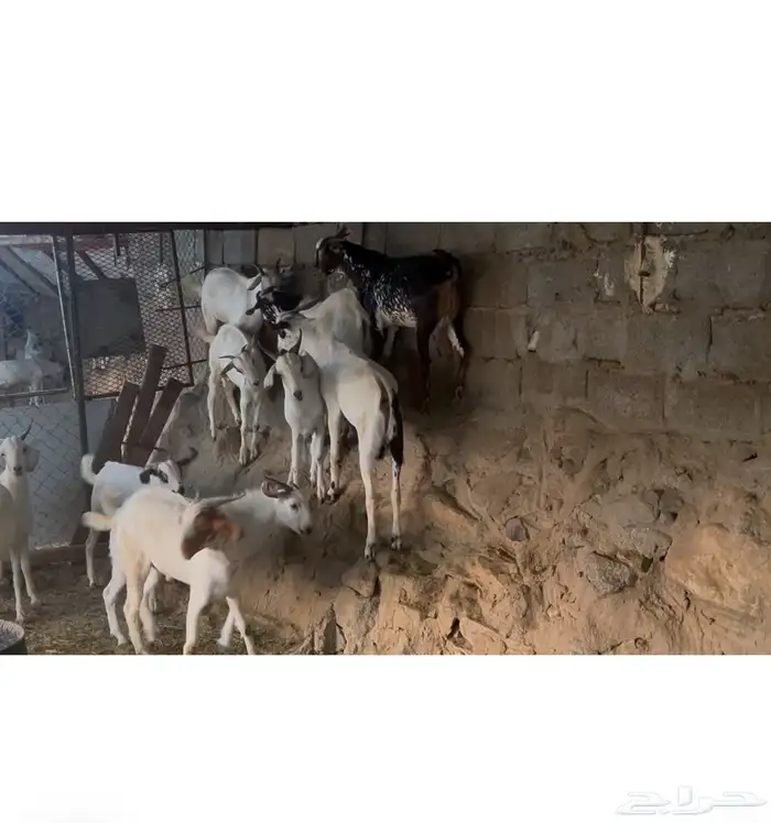 تيوس بلدي مخصاه الموقع محافظة أضم العدد 22 6