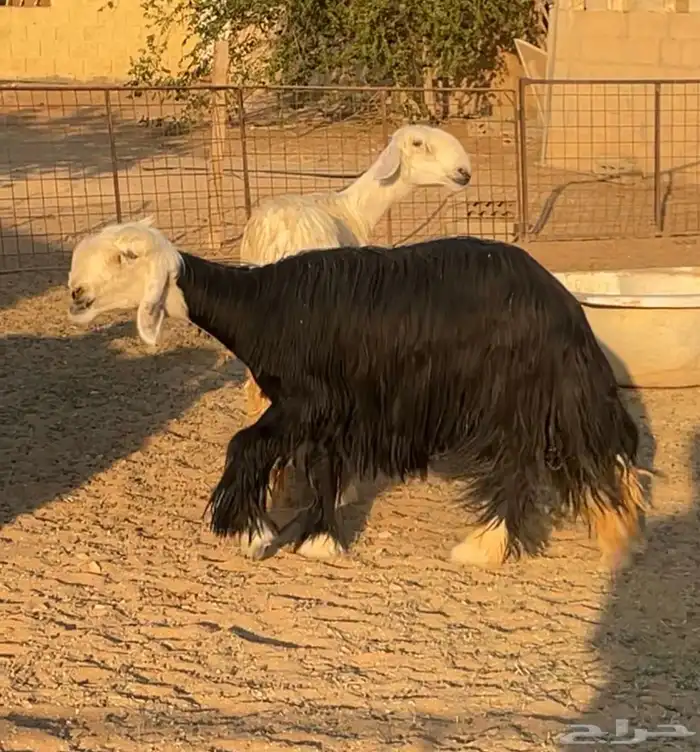 شياه نجد العداد (6)-3حيل و3 دافيع 0