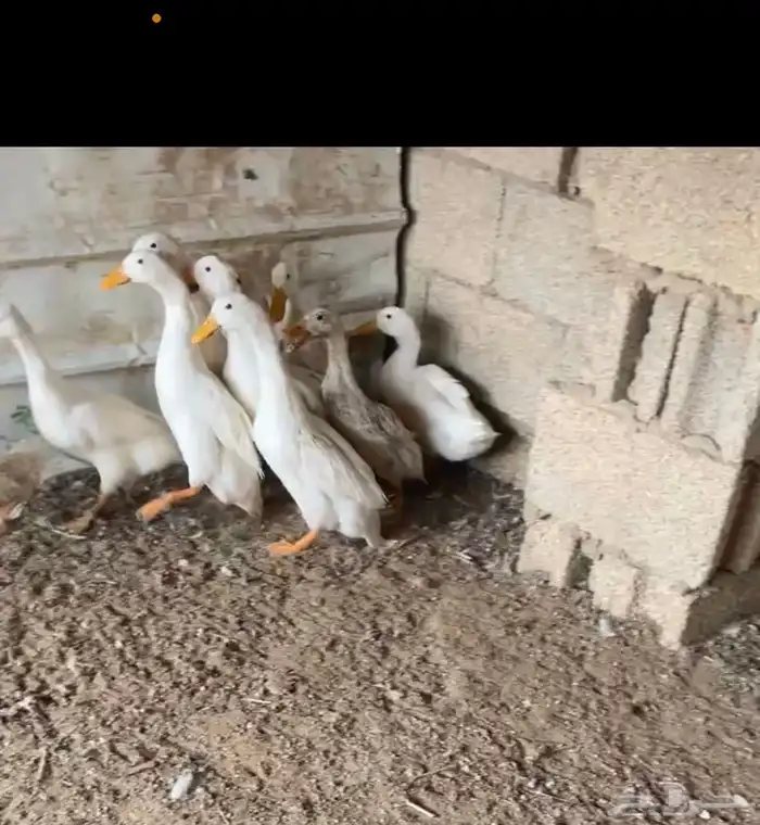 بط بكيني بشاير 0