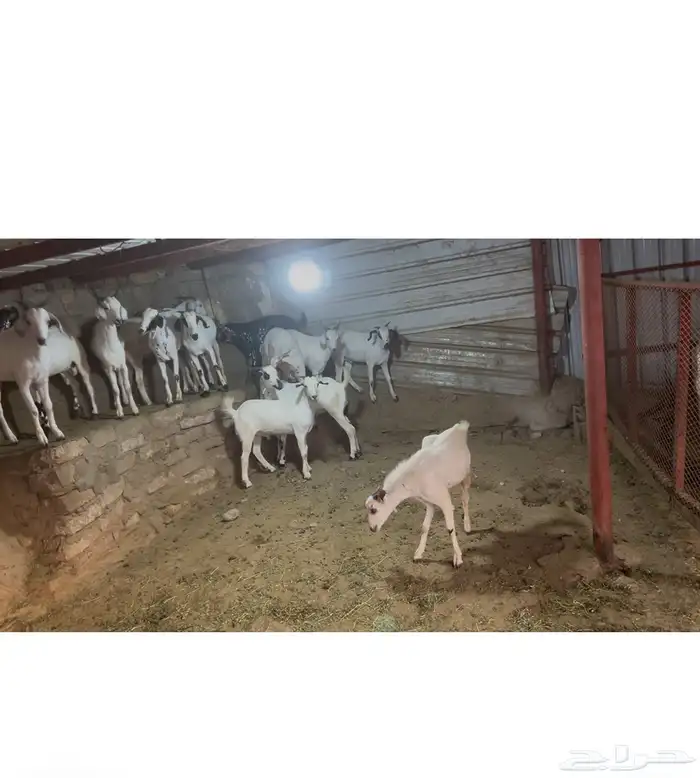 تيوس بلدي مخصاه الموقع محافظة أضم العدد 22 10