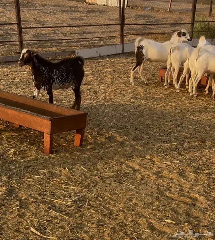 تيوس بلدي مخصاه الموقع محافظة أضم العدد 22 4