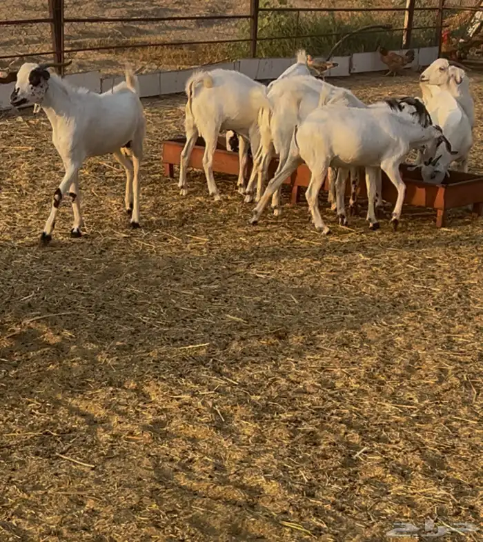 تيوس بلدي مخصاه الموقع محافظة أضم العدد 22 3