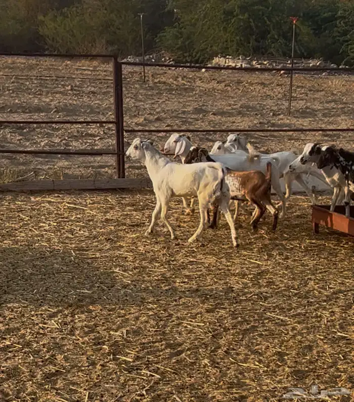 تيوس بلدي مخصاه الموقع محافظة أضم العدد 22 0