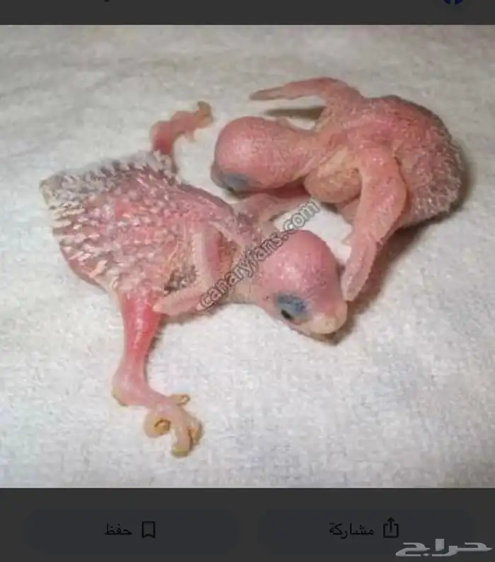 الي عنده ببغاوات مريضه انا اتبنى طيور واعالجها 0