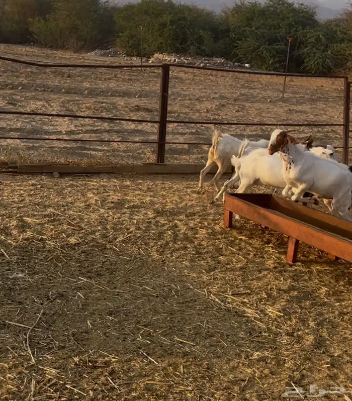 تيوس بلدي مخصاه الموقع محافظة أضم العدد 22 5