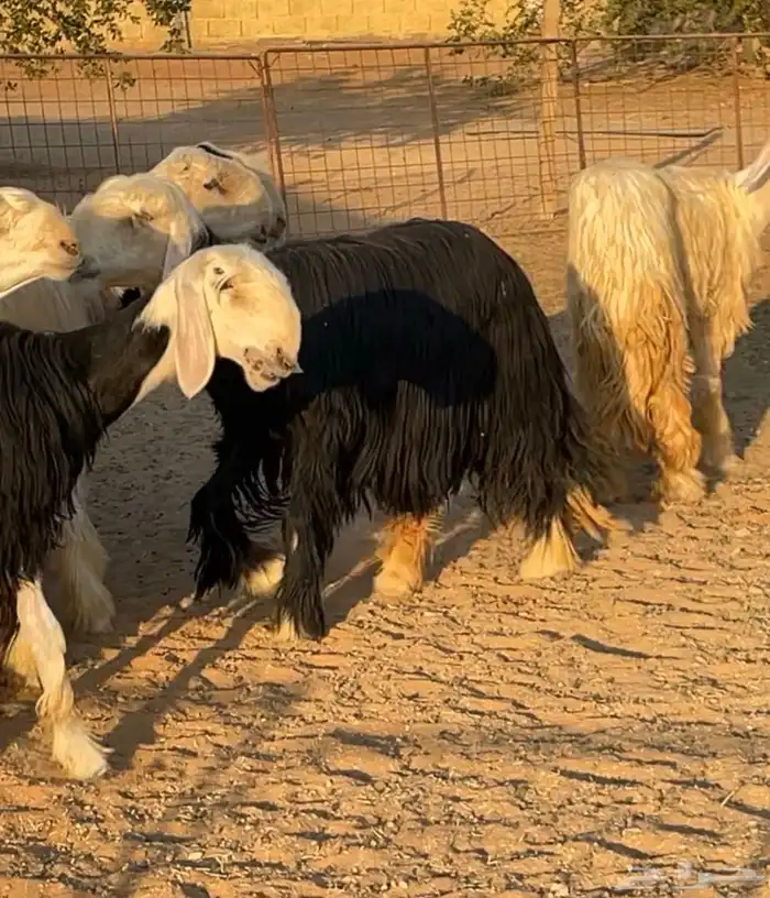 شياه نجد العداد (6)-3حيل و3 دافيع 1