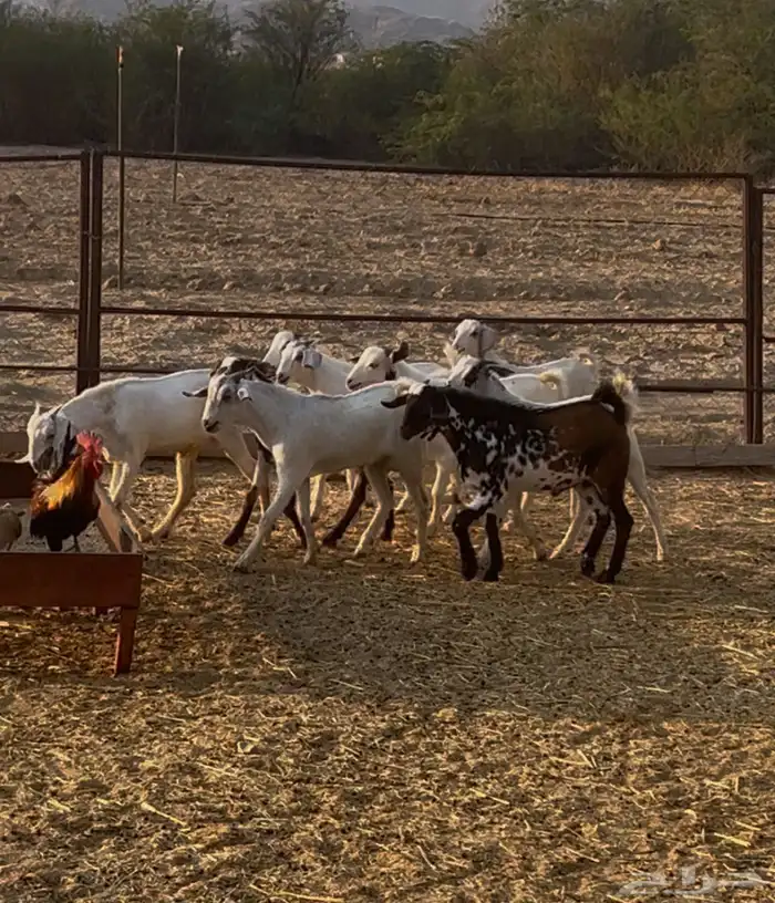 تيوس بلدي مخصاه الموقع محافظة أضم العدد 22 1