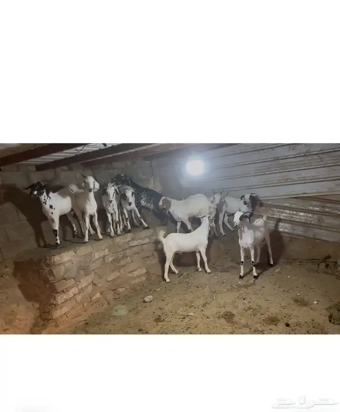 تيوس بلدي مخصاه الموقع محافظة أضم العدد 22 9