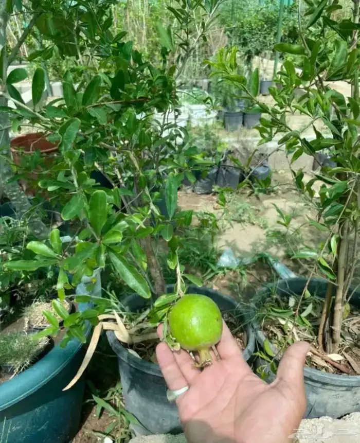 شتلات واشجار 5