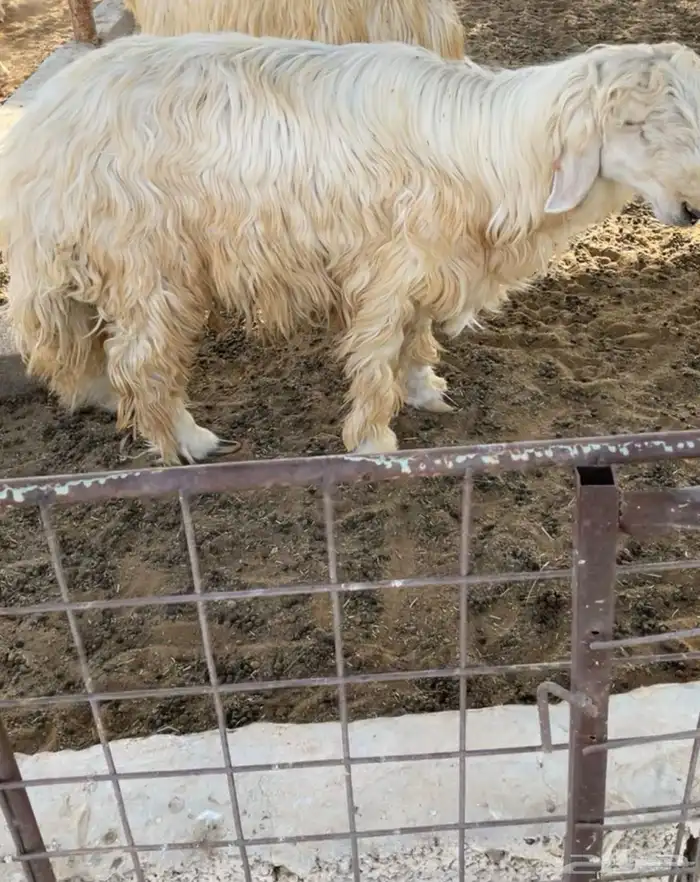 ذابيح اللببع رخلين وطلي سمان 0