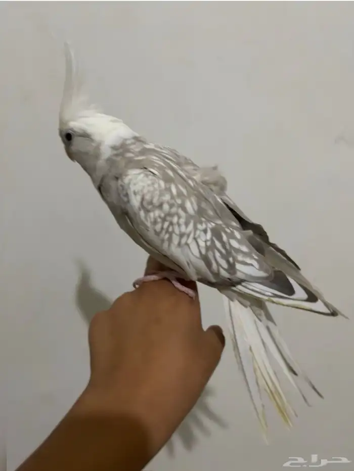 طيور كروان 1