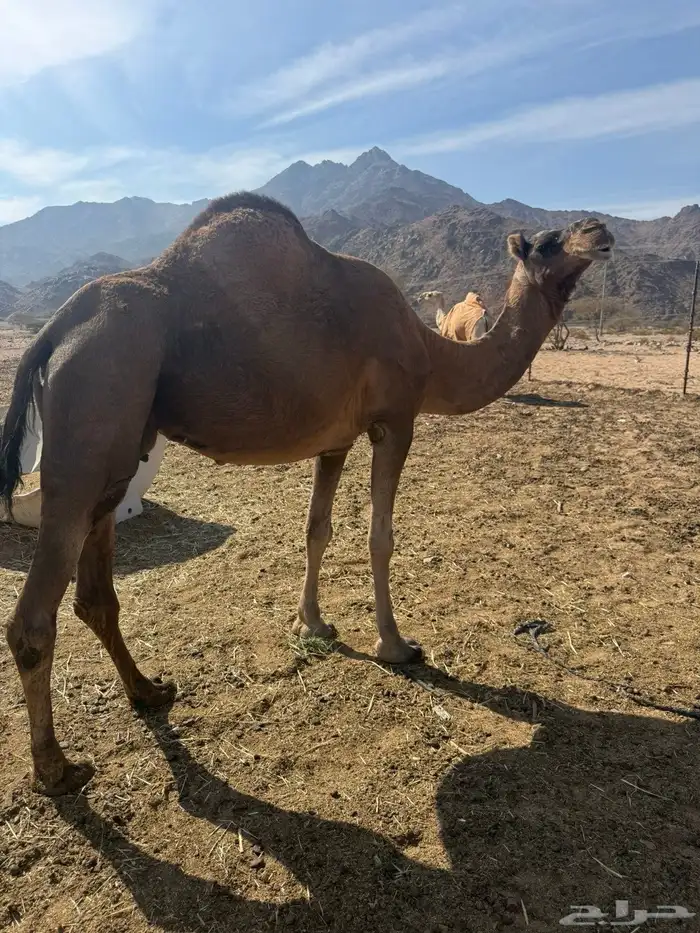 لقحة حمرى طيبه 3