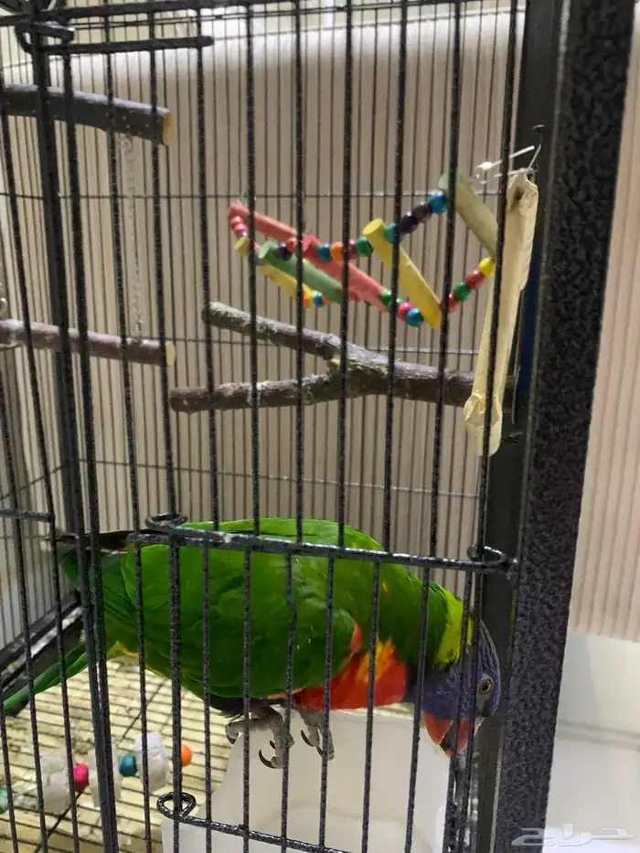 لوري متكلم 1