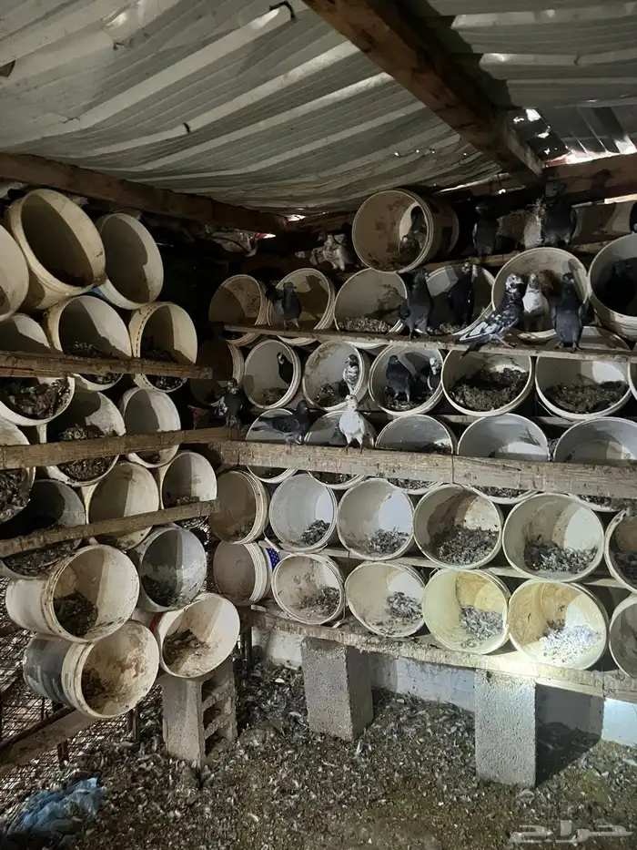 حمام مشكل بكستاني 6