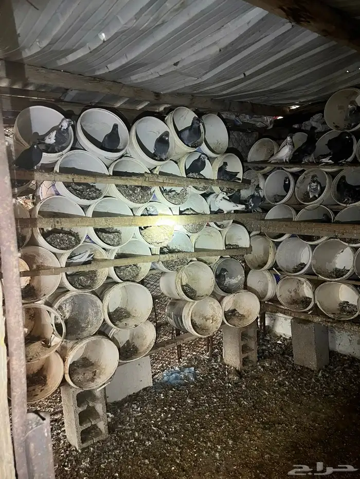 حمام مشكل بكستاني 0