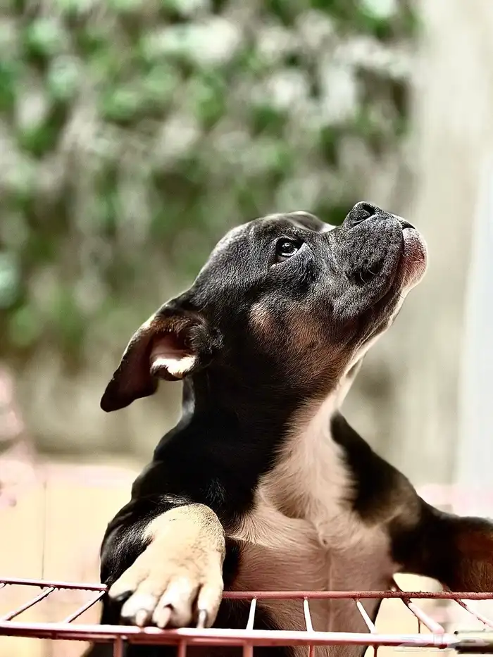 انثى امريكن بولي بوكت 0