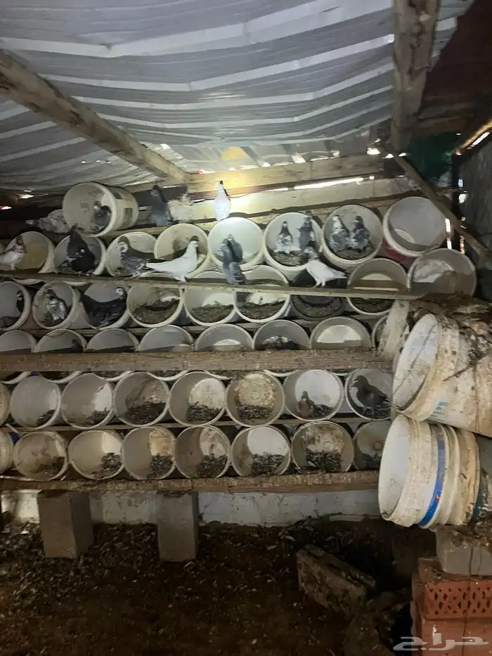 حمام مشكل بكستاني 3