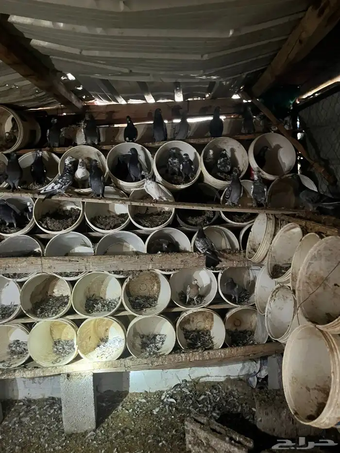 حمام مشكل بكستاني 5